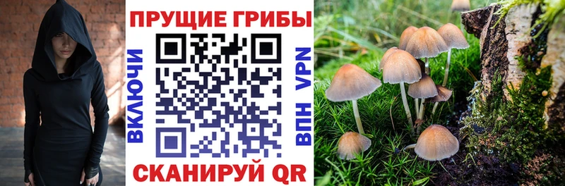 Галлюциногенные грибы MAGIC MUSHROOMS  продажа наркотиков  Западная Двина 
